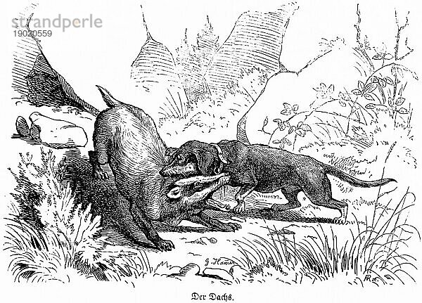 Dachs und Dachshund  Hubertus Jagd und Jagdszenen  Wildtiere  beissen  Genick  Kampf  Gräser  Natur  Gefahr  verfolgen  historische Illustration um 1860