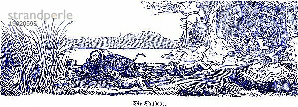 Sauhetze  Wildschwein  Hubertus Jagd und Jagdszenen  Wildtiere  Sau  Hunde  Hetze  Wald  See  Weg  rennen  fliehen  verfolgen  beissen  Reiter  Pferd  schnell  historische Illustration um 1860