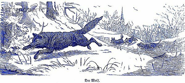 Wolf (Canis lupus)  Hubertus Jagd und Jagdszenen  Wildtiere  Landschaft  Dorf  Kirche  Hunde  Hetze  fliehen  verfolgen  historische Illustration um 1860