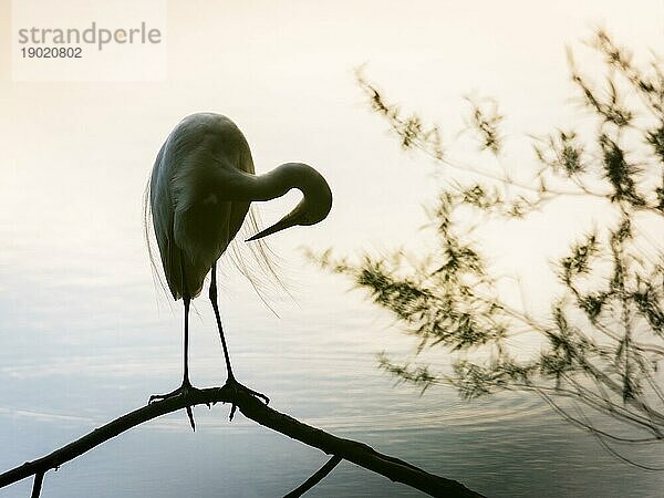 Silhouette des Profils eines Silberreihers  der auf einem kleinen Ast auf einem See steht