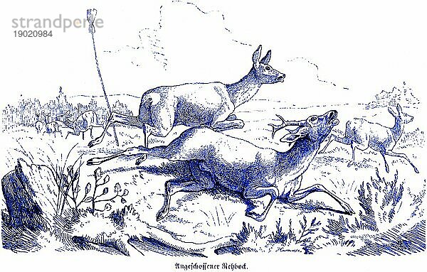 Angeschossener Rehbock  Hubertus Jagd und Jagdszenen  Wildtiere  Landschaft  Geweih  stürzen  rennen  verfolgen  Felder  Schmwerz  schiessen  historische Illustration um 1860