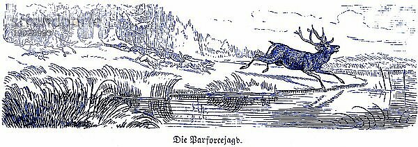 Parforcejagd oder Hetzjagd mit Hundemeute  Hubertus Jagd und Jagdszenen  Wildtiere  Hirsch  Seeufer  Gewässer  Wald  Schilf  verfolgen  historische Illustration um 1860
