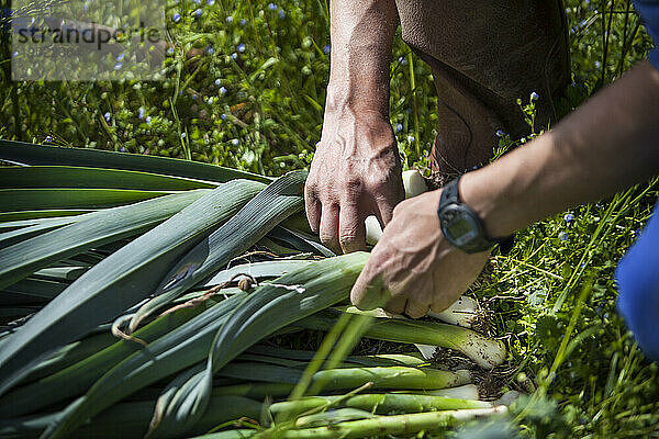 Biobauer erntet 35 Gemüsesorten und arbeitet direkt mit Verbrauchern zusammen  hier bei der Lauchernte.