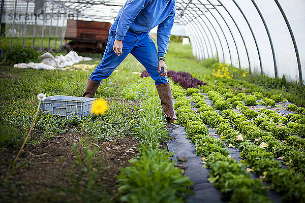 Biobauer arbeitet direkt mit Verbrauchern zusammen und sammelt hier Salate.