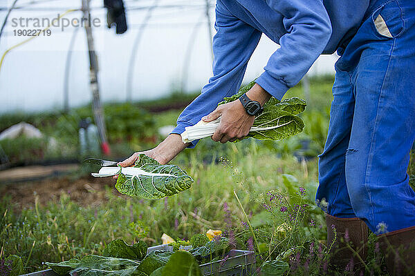 Biobauer erntet 35 Gemüsesorten und arbeitet direkt mit Verbrauchern zusammen  hier bei der Mangoldernte.