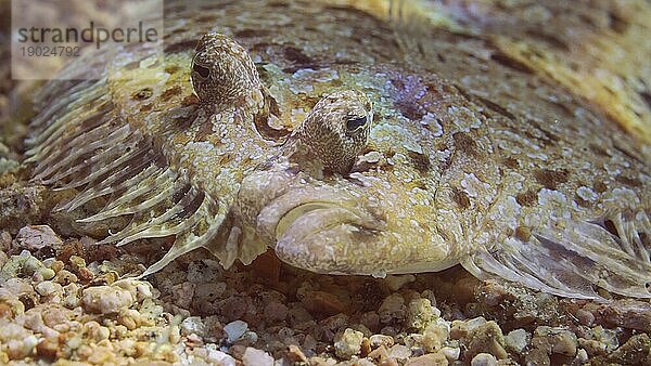 Porträt der Leopardflunder (Bothus pantherinus) oder Pantherflunder liegt auf sandigem Grund im hellen Sonnenlicht  Rotes Meer  Ägypten  Afrika