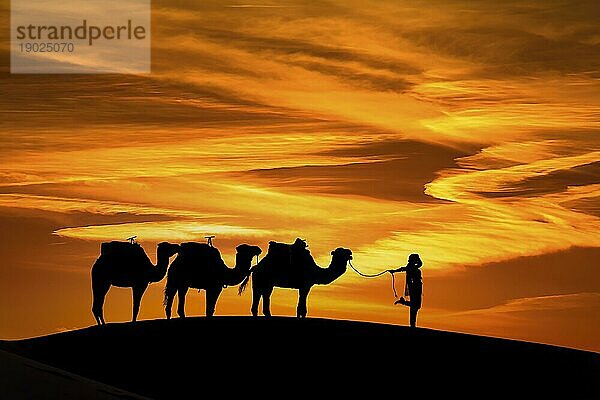 Silhouette von drei Kamelen und ihrem Führer vor der aufgehenden Sonne in der Wüste Sahara in Marokko