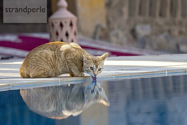 Eine kleine streunende Katze läuft in einer Stadt in Marokko herum