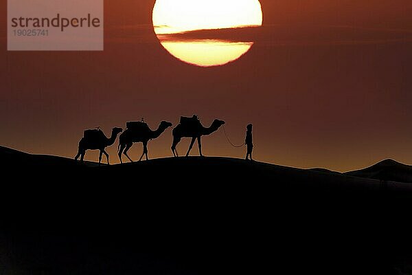 Silhouette von drei Kamelen und ihrem Führer vor der aufgehenden Sonne in der Wüste Sahara in Marokko