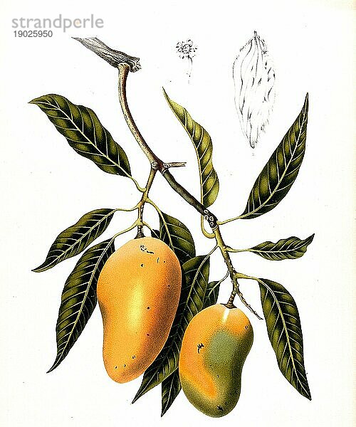 Mango  ist eine tropische Pflanze und ihre Frucht. Der Mangobaum ist eine Pflanzenart aus der Gattung Mangos (Mangifera indica)  Mangifera  innerhalb der Familie Sumachgewächse  Historisch  digital verbesserte Reproduktion einer Vorlage aus der damaligen Zeit