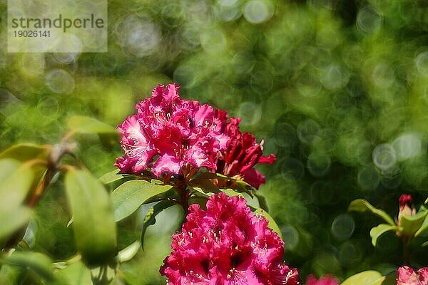 Rote Rhododendronblüte (Rhododendron)  mit Bokeh im Hintergrund  in einem Garten  Wilden  Nordrhein-Westfalen  Deutschland  Europa