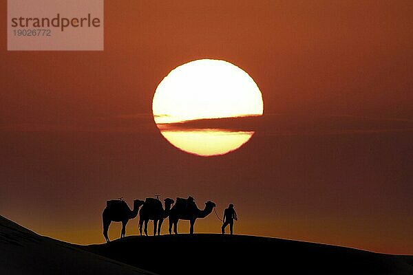 Silhouette von drei Kamelen und ihrem Führer vor der aufgehenden Sonne in der Wüste Sahara in Marokko