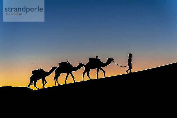 Silhouette von drei Kamelen und ihrem Führer vor der aufgehenden Sonne in der Wüste Sahara in Marokko