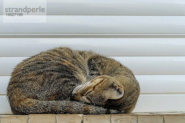 Eine kleine streunende Katze läuft in einer Stadt in Marokko herum