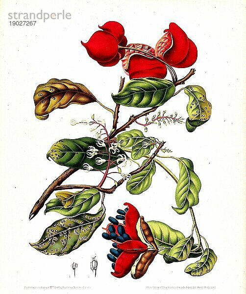 Sterculia monosperma nobilis  auch bekannt als Chinesische Kastanie  Thai-Kastanie  Sieben-Schwestern-Frucht und Phönixaugen-Frucht  ist ein sommergrüner tropischer Nussbaum der Gattung Sterculia  Historisch  digital verbesserte Reproduktion einer Vorlage aus der damaligen Zeit