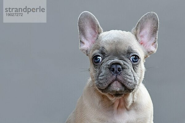 Porträt eines jungen lilafarbenen  fawnfarbenen französischen Bulldoggenwelpen mit großen blauen Augen auf grauem Hintergrund