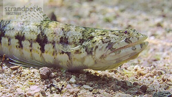 Porträt des Schlanken Eidechsenfisches oder Grazilen Eidechsenfisches (Saurida gracilis) auf sandigem Grund an einem sonnigen Tag im Sonnenlicht  Rotes Meer  Ägypten  Afrika