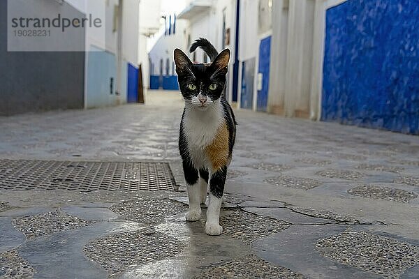 Eine kleine streunende Katze läuft in einer Stadt in Marokko herum