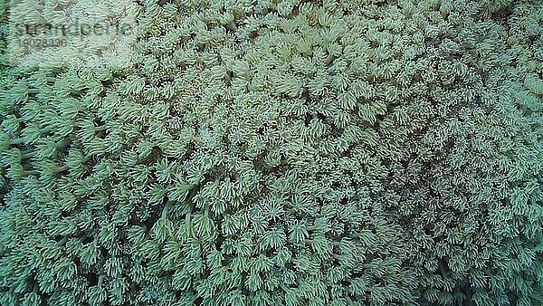 Nahaufnahme  Kolonien von Blumentopfkorallen oder Anemonenkorallen (Goniopora columna) . Korallenpolypen ernähren sich durch Filtern von Plankton. Natürlicher Hintergrund von Korallenpolypen  Rotes Meer  Ägypten  Afrika