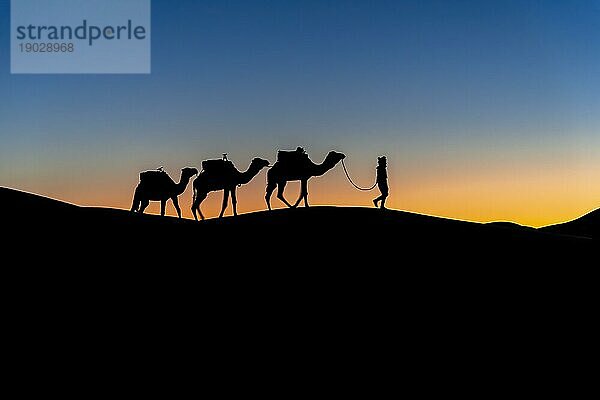 Silhouette von drei Kamelen und ihrem Führer vor der aufgehenden Sonne in der Wüste Sahara in Marokko