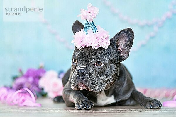 Französische Bulldogge mit Geburtstagsteil Hut liegend vor unscharfem lila Hintergrund mit Luftschlangen