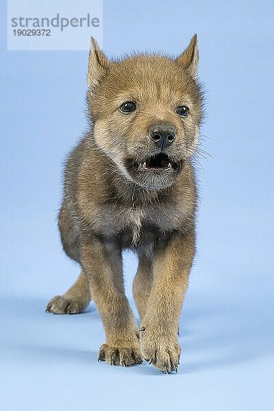 Eurasischer Wolf (Canis lupus lupus)  frontal  heult  Welpe  Jungtier  juvenil  captive  3.5 Wochen  Studioaufnahme  Hintergrund blau