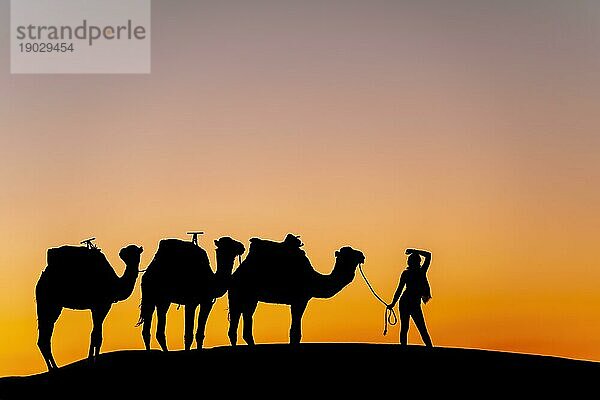 Silhouette von drei Kamelen und ihrem Führer vor der aufgehenden Sonne in der Wüste Sahara in Marokko