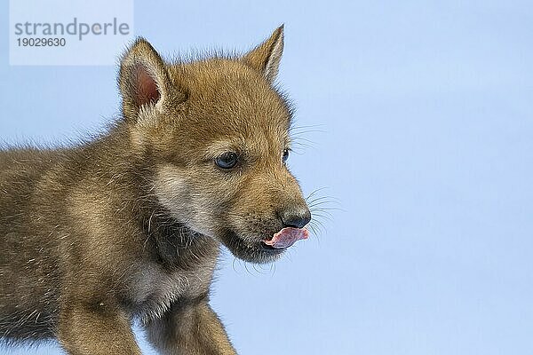 Eurasischer Wolf (Canis lupus lupus)  Tierportrait  schleckt sich das Maul  Welpe  Jungtier  juvenil  captive  3.5 Wochen  Studioaufnahme  Hintergrund blau