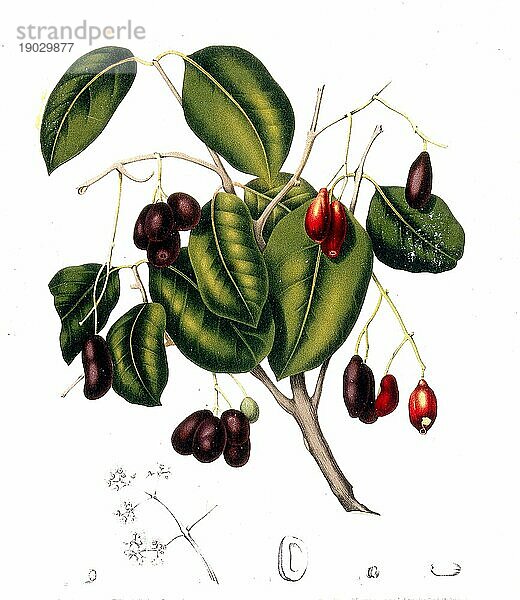 Syzygium cumini  allgemein bekannt als Malabar-Pflaume  Java-Pflaume  schwarze Pflaume  Jamun  Jaman  Jambul oder Jambolan  ist ein immergrüner tropischer Baum aus der Familie der Myrtengewächse  der wegen seiner Früchte  seines Holzes und seines Zierwertes geschätzt wird  Historisch  digital verbesserte Reproduktion einer Vorlage aus der damaligen Zeit