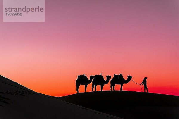 Silhouette von drei Kamelen und ihrem Führer vor der aufgehenden Sonne in der Wüste Sahara in Marokko