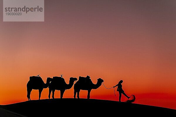 Silhouette von drei Kamelen und ihrem Führer vor der aufgehenden Sonne in der Wüste Sahara in Marokko