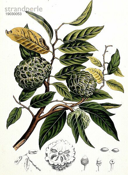 Zimtapfel (Annona squamosa)  auch Rahmapfel  Süßsack  Zuckerapfel oder Rahm-Annone genannt  ist eine Pflanzenart aus der Gattung Annona innerhalb der Familie der Annonengewächse  Historisch  digital verbesserte Reproduktion einer Vorlage aus der damaligen Zeit