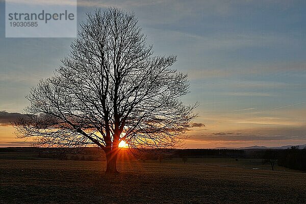 Einzeln stehender Baum im Sonnenuntergang