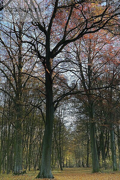 Herbststimmung in der Aue  Sieglitzer Park  Dessau-Wörlitzer Gartenreich  Biosphärenreservat Mittlere Elbe  Sachsen-Anhalt  Deutschland  Europa