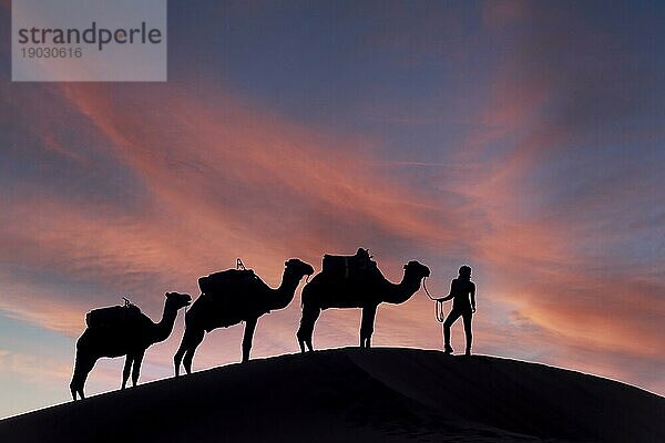 Silhouette von drei Kamelen und ihrem Führer vor der aufgehenden Sonne in der Wüste Sahara in Marokko