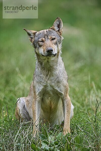 Timberwolf (Canis lupus)  erwachsen  captive  Deutschland  Europa