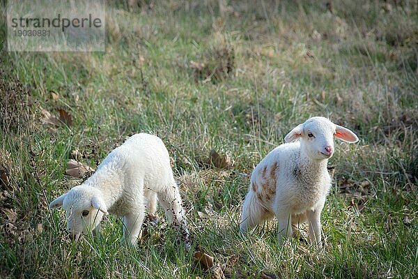 Zwei junge Lämmer auf einer Wiese zu Ostern