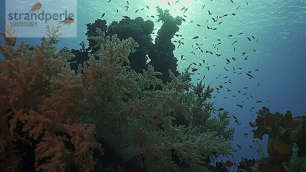 Silhouetten von tropischen Fischen schwimmt neben Korallenriff auf Oberflächenwasser und untergehende Sonne Hintergrund  Gegenlicht (Contre jour) . Leben am Korallenriff bei Sonnenuntergang  Rotes Meer  Ägypten  Afrika