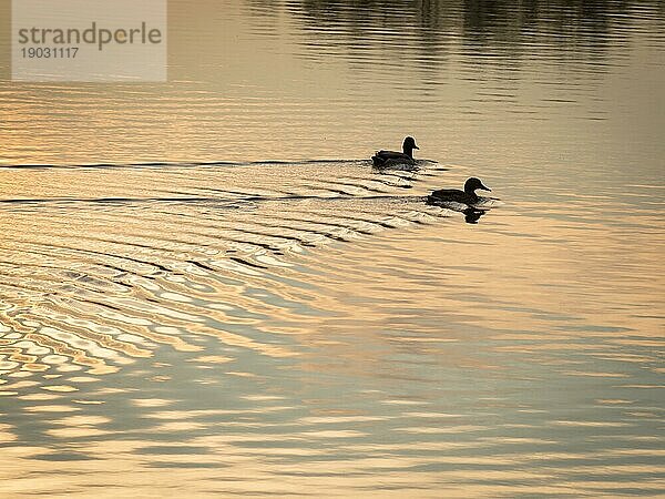 Entensilhouette auf dem neusiedlersee im burgenland