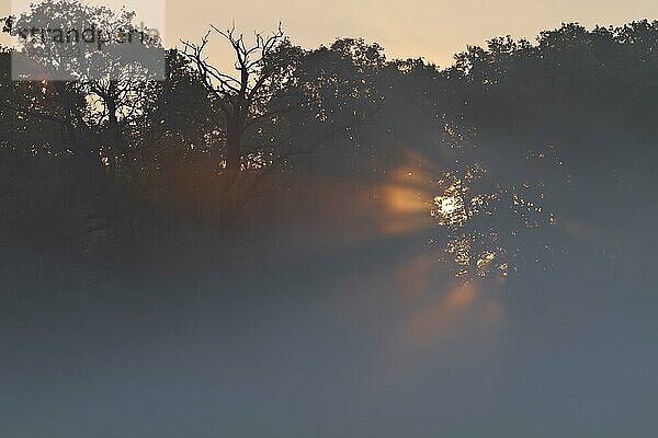 Nebelstimmung bei Gegenlicht am Morgen  Biosphärenreservat Mittlere Elbe  Sachsen-Anhalt  Deutschland  Europa