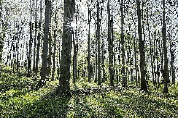 Rotbuchenwald (Fagus sylvatica) im Frühling  mit Sonnenstern  Thüringen  Deutschland  Europa