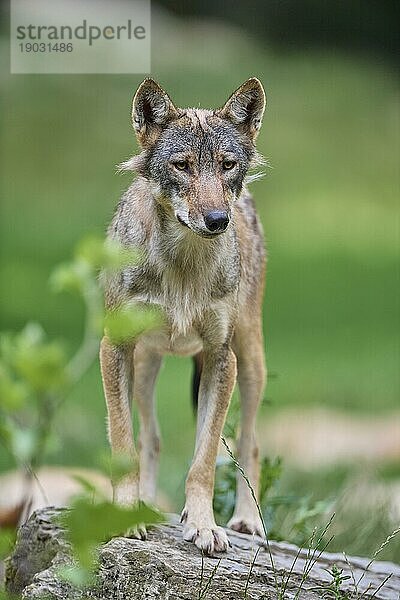 Timberwolf (Canis lupus)  erwachsen  captive  Deutschland  Europa