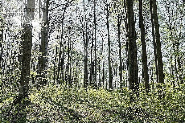 Rotbuchenwald (Fagus sylvatica) im Frühling  mit Sonnenstern  Thüringen  Deutschland  Europa