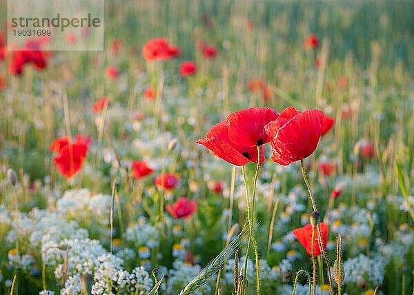 Offene Knospe der roten Mohnblume auf dem Feld. Wunderschönes sonniges Nachmittagswetter in einer bergigen Landschaft. unscharfer Hintergrund