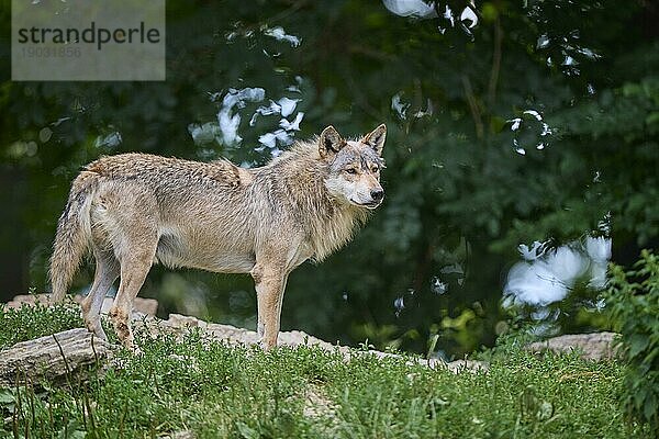 Timberwolf (Canis lupus)  erwachsen  captive  Deutschland  Europa