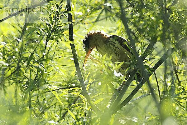 Zwergdommel (Ixobrychus minutus) im Gegenlicht in einem Baum  Biosphärenreservat Mittlere Elbe  Dessau-Roßlau  Sachsen-Anhalt  Deutschland  Europa