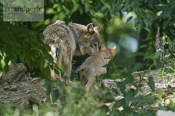 Timberwolf (Canis lupus)  erwachsen mit Jungtier  captive  Deutschland  Europa