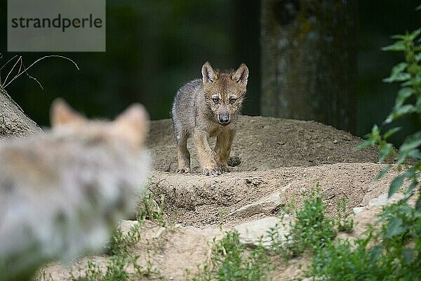 Timberwolf (Canis lupus)  erwachsen und Jungtier  captive  Deutschland  Europa