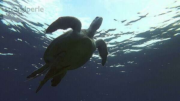 Silhouette der Grüne Meeresschildkröte (Chelonia mydas) schwimmt auf der Wasseroberfläche in den morgendlichen Sonnenstrahlen bei Sonnenaufgang  Gegenlicht (Contre jour) Rotes Meer  Ägypten  Afrika