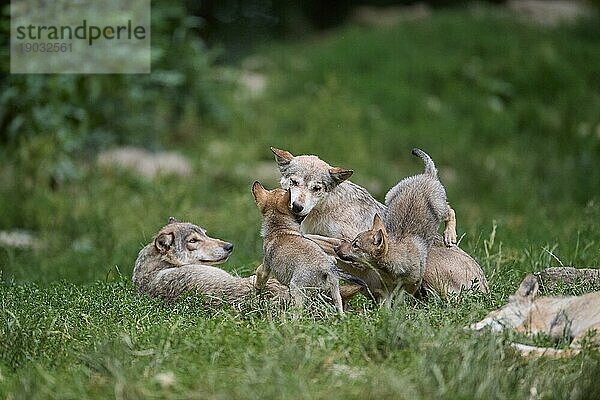 Timberwolf (Canis lupus)  zwei erwachsene Tiere mit Jungtieren  captive  Deutschland  Europa